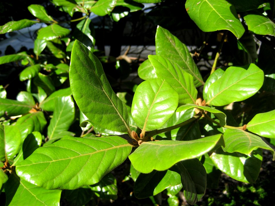 Foliage of Beilschmiedia tarairi, Taraire, Lauraceae, New Zealand