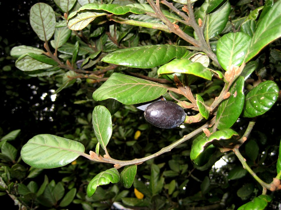 Foliage and ripe drupe of Beilschmiedia tarairi, Taraire, Lauraceae, New Zealand