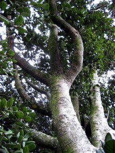 Branches and foliage of Beilschmiedia tarairi, Taraire, Lauraceae, New Zealand photo