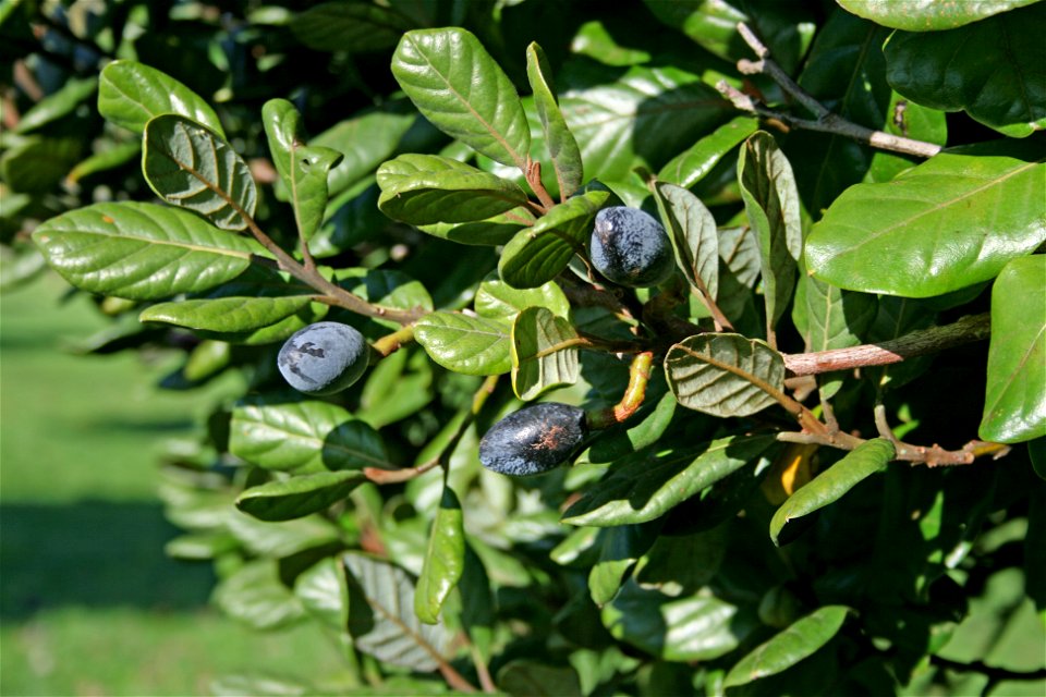 Foliage and ripe drupes of Beilschmiedia tarairi, Taraire, Lauraceae, New Zealand