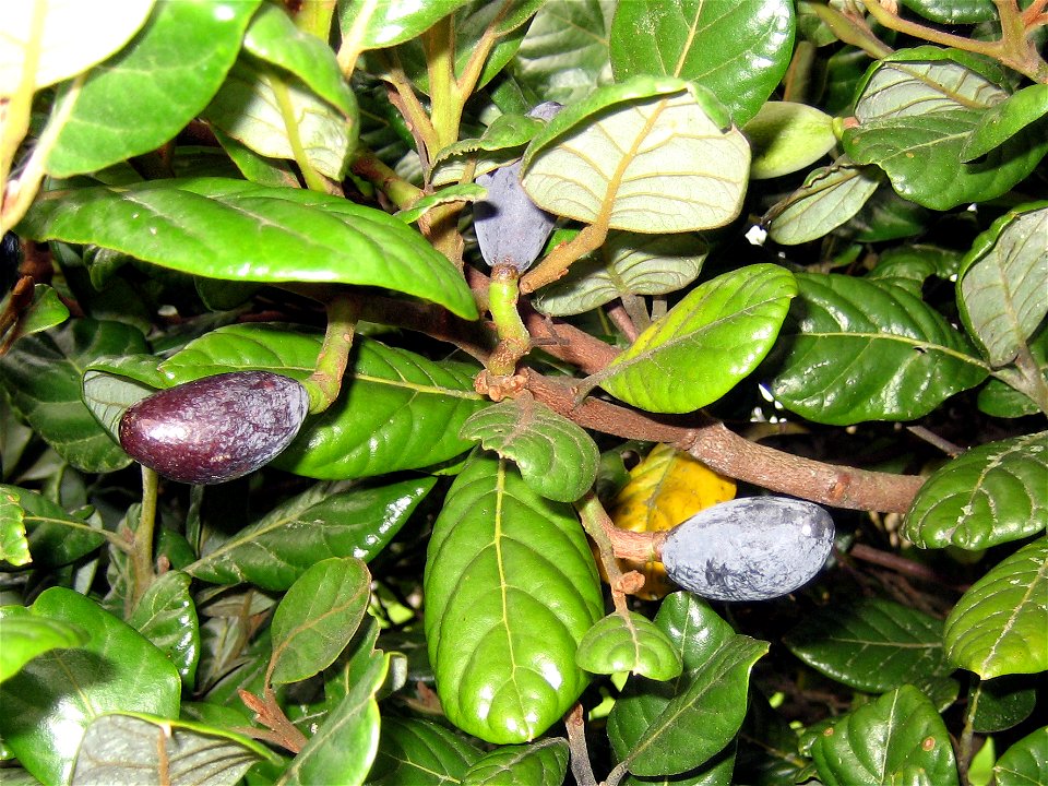 Ripe drupes and foliage of Beilschmiedia tarairi, Taraire, Lauraceae, New Zealand