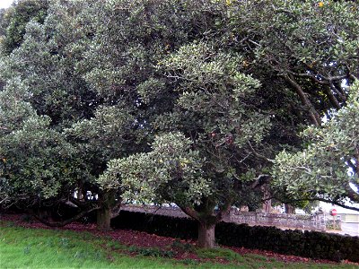 Part of an impressive group of 23 large Taraire trees Beilschmiedia tarairi, in Cornwall Park, Auckland, New Zealand photo