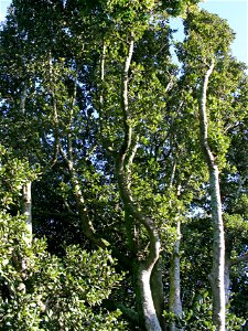 Branches and foliage of Beilschmiedia tarairi, Taraire, Lauraceae, New Zealand photo