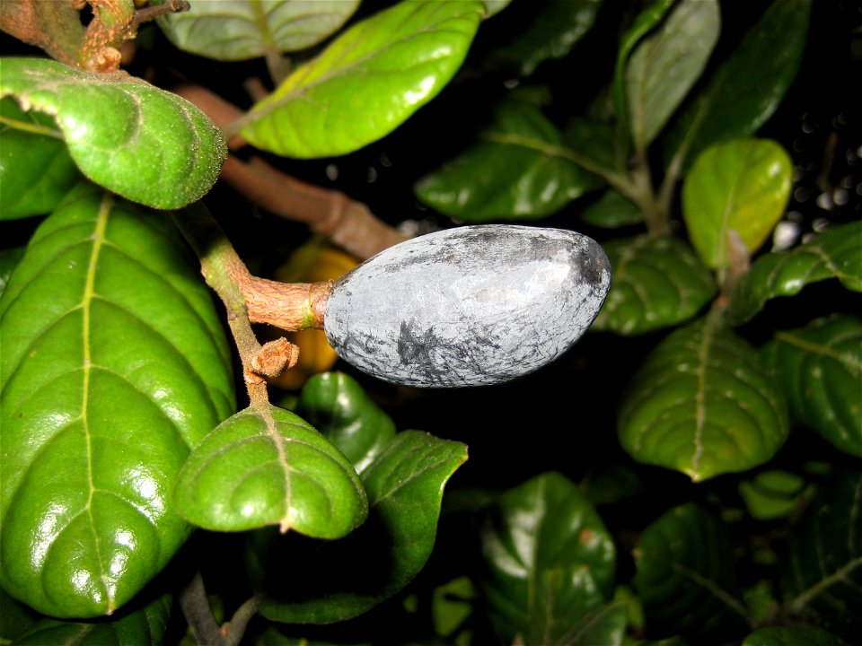 Ripe drupe of the Taraire Beilschmiedia tarairi, in Cornwall Park, Auckland, New Zealand