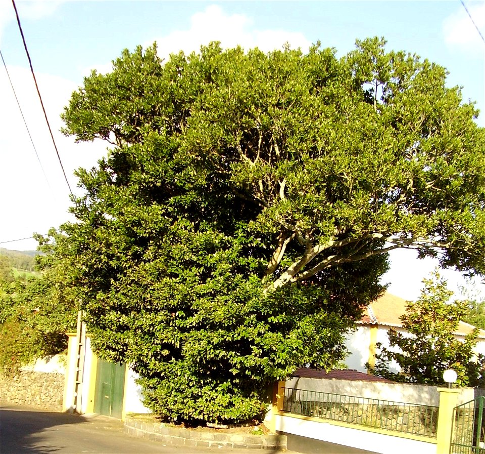 Ocotea foetens tree (Terra Chã, Terceira, Azores). The tree in the photo has been classified as a monument since 1965.