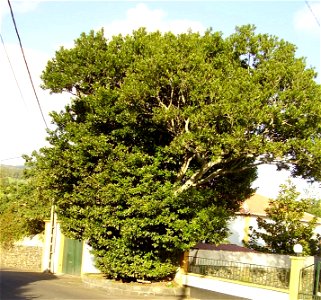 Ocotea foetens tree (Terra Chã, Terceira, Azores). The tree in the photo has been classified as a monument since 1965. photo