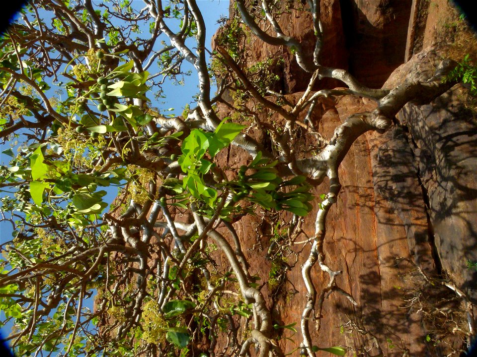 Gyrocarpus americanus, Badami fort