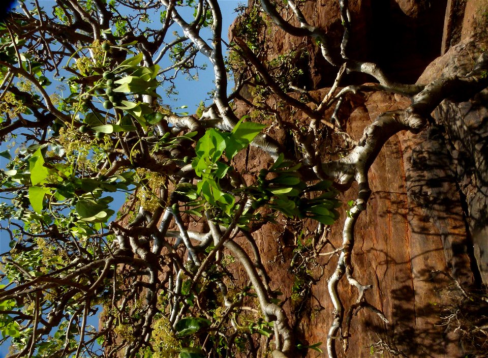 Gyrocarpus americanus in fruit, Badami, India