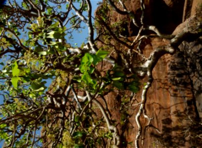Gyrocarpus americanus in fruit, Badami, India