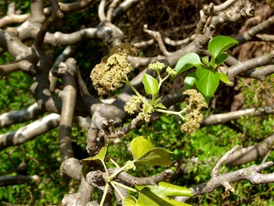 Gyrocarpus americanus, Badami, India