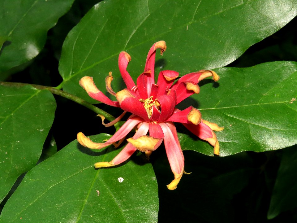 Flor de Calycanthus occidentalis. Real Jardín Botánico de Madrid. 25/06/2015.