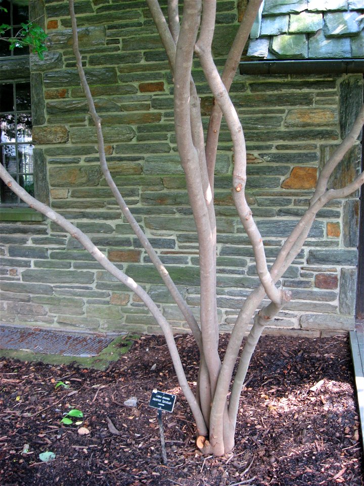 A picture of the trunks of Lindera obtusiloba.