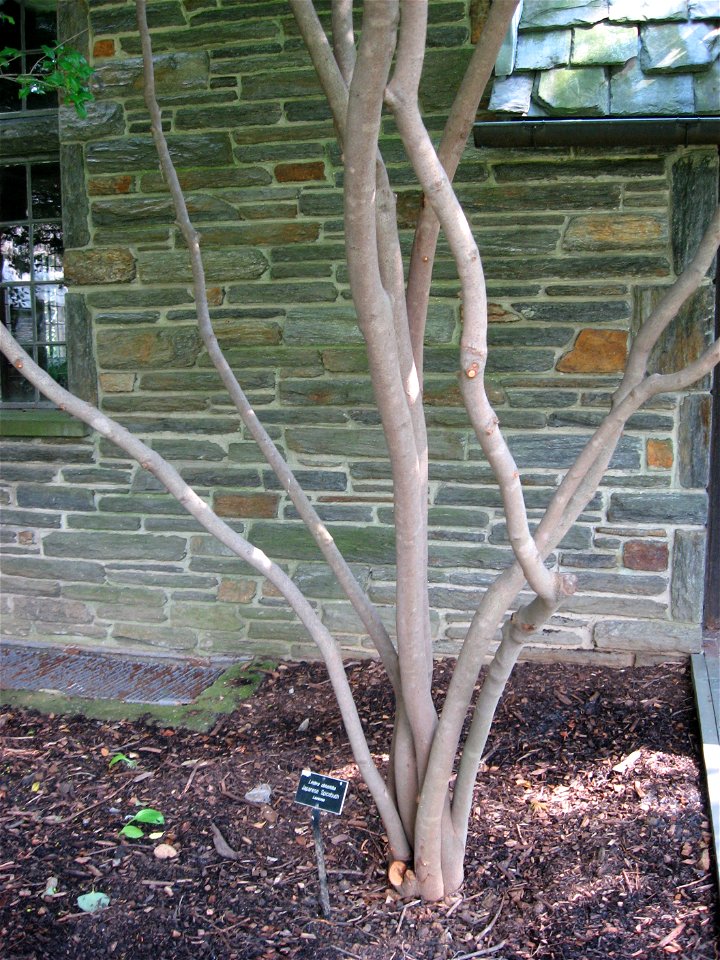 A picture of the trunks of Lindera obtusiloba. photo