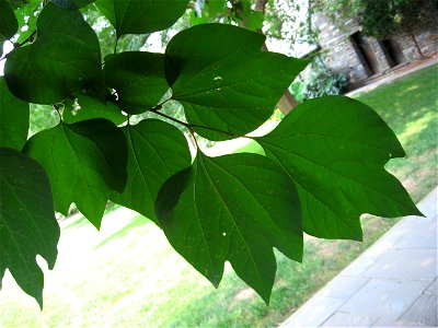 A picture of the leaves of Lindera obtusiloba.