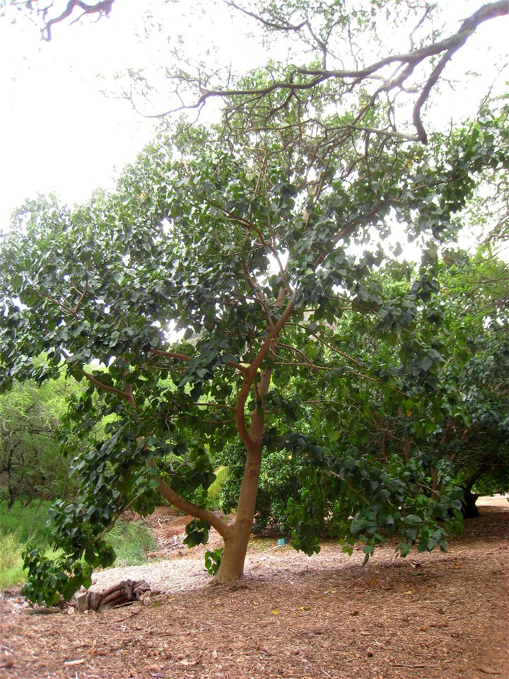 Hernandia nymphaeifolia in the Koko Crater Botanical Garden, Honolulu, Hawaii, USA.