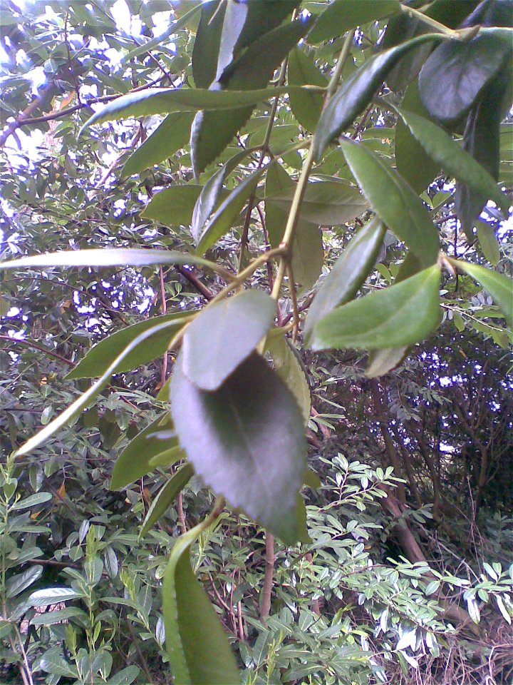 Laurelia sempervirens at Enys Gardens, Cornwall, UK. Leaves