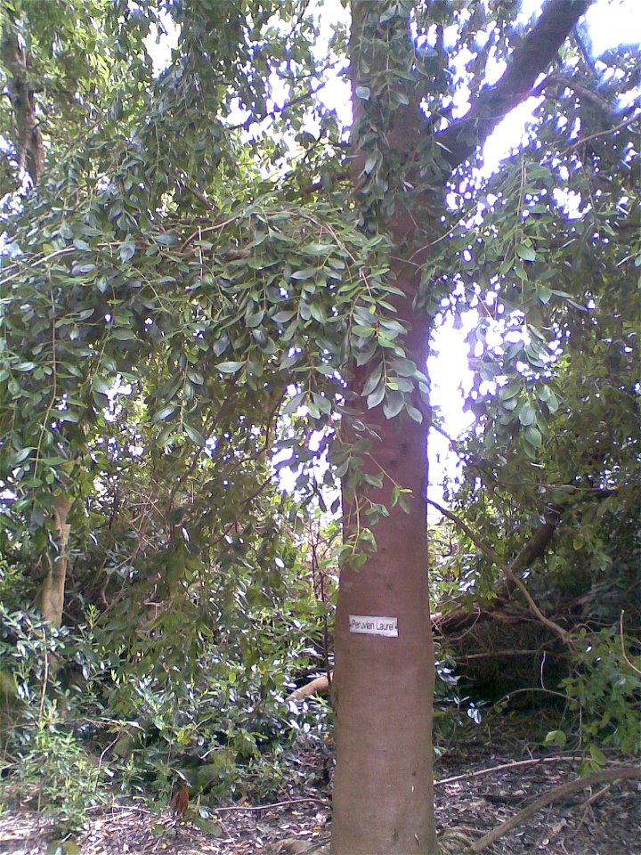 Laurelia sempervirens at Enys Gardens, Cornwall, UK