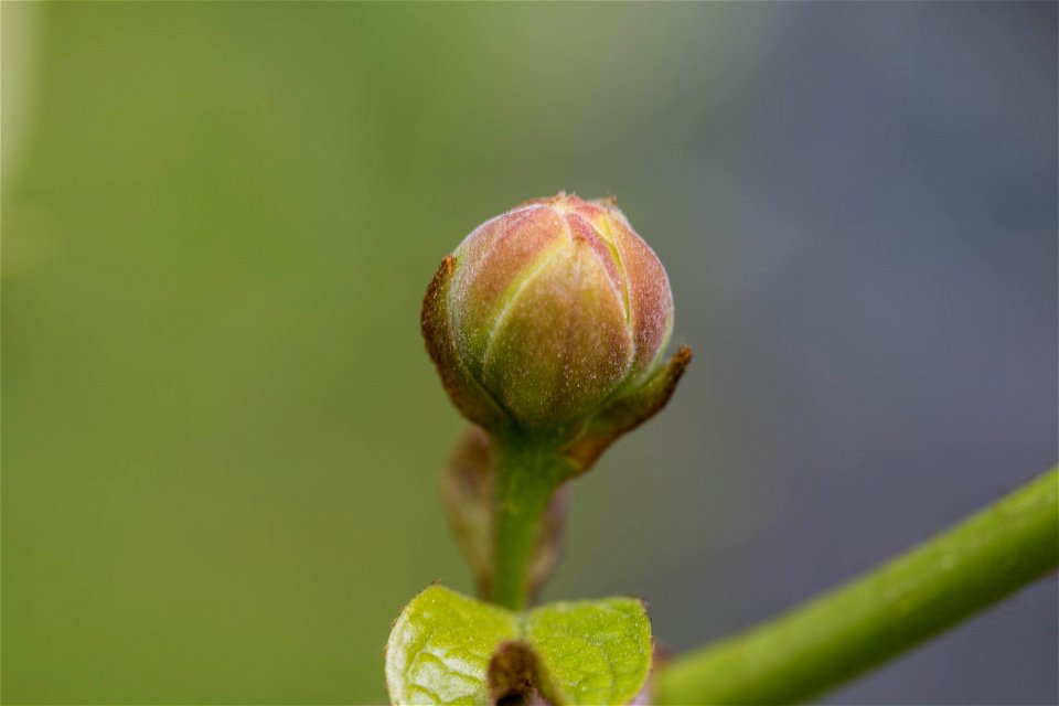 Knospe einer Sinocalycanthus chinensis