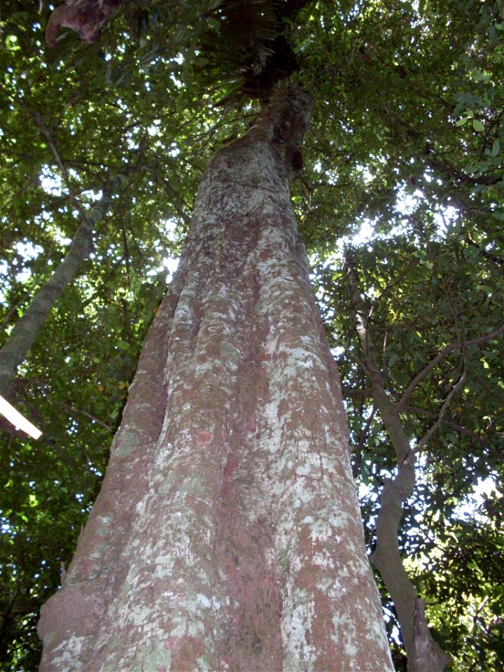 Cryptocarya glaucescens, Royal National Park, Illawarra, NSW, Australia - approx. 40 metres tall