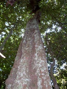 Cryptocarya glaucescens, Royal National Park, Illawarra, NSW, Australia - approx. 40 metres tall photo