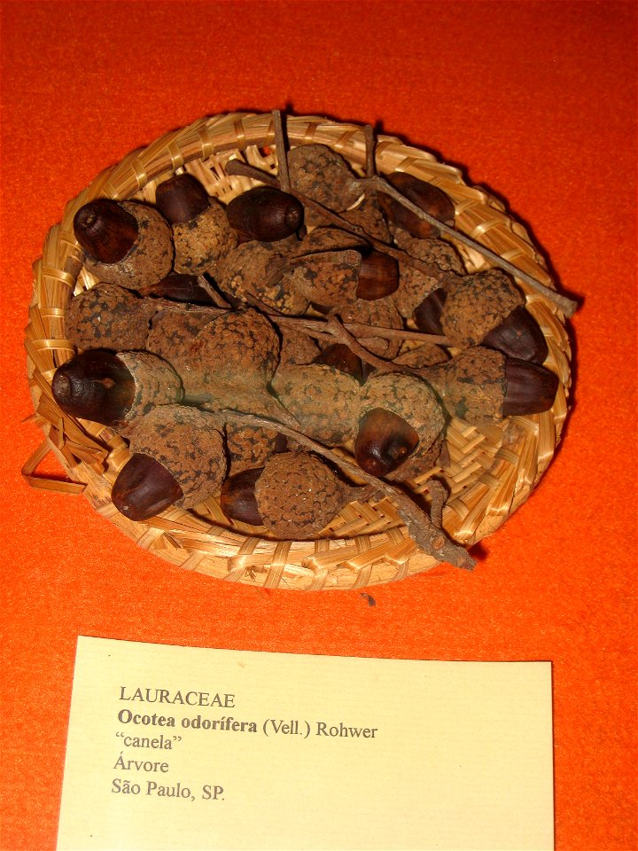 Ocotea odorifera specimen in the Museu Botânico Dr. João Barbosa Rodrigues, Jardim Botânico de São Paulo, São Paulo City, SP, Brazil.