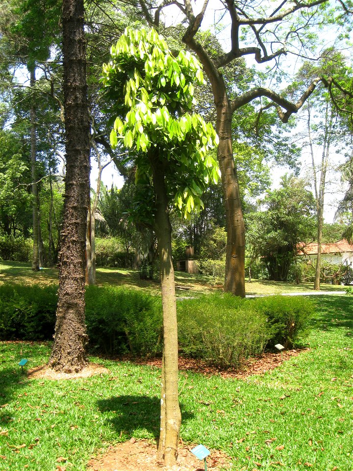 Ocotea odorifera in the Jardim Botânico de São Paulo, São Paulo City, SP, Brazil.