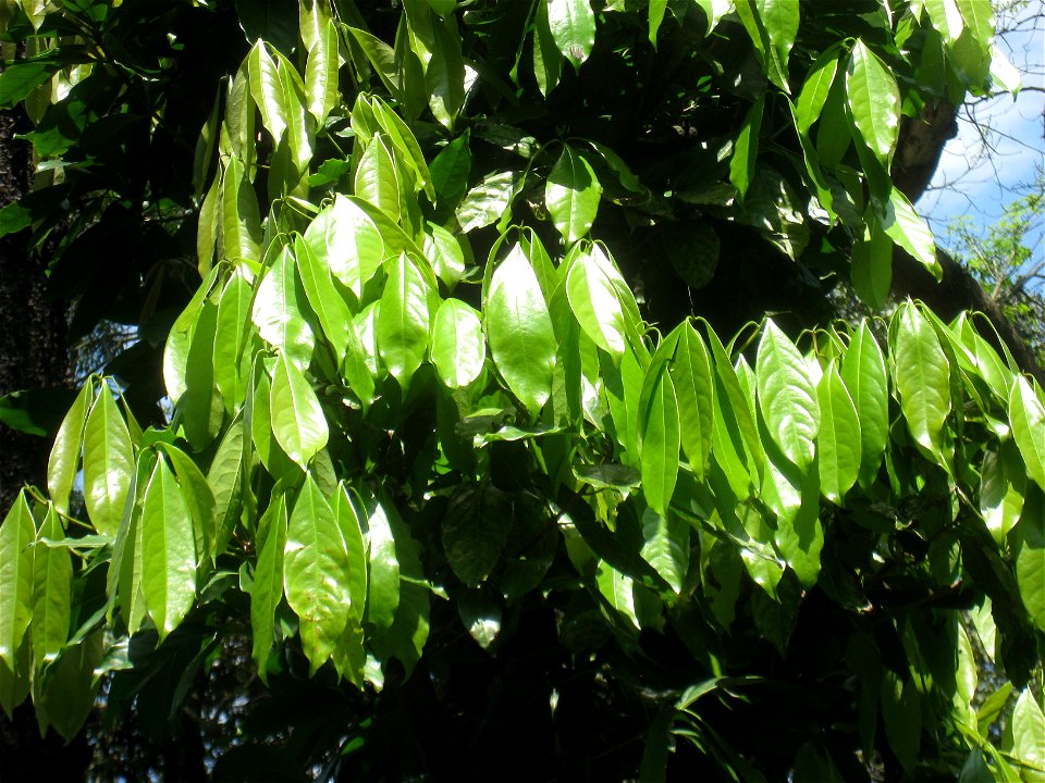 Ocotea odorifera in the Jardim Botânico de São Paulo, São Paulo City, SP, Brazil.