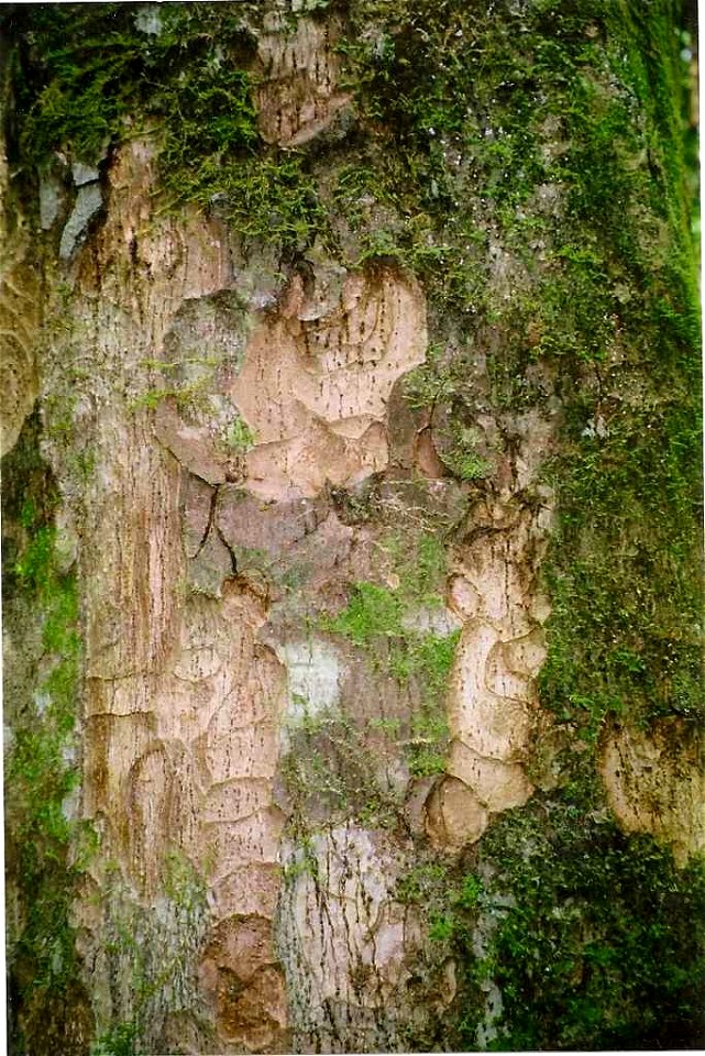Litsea reticulata bark, Starrs Creek, near Big Nellie Mountain, near Taree, NSW, tree 38 metres tall