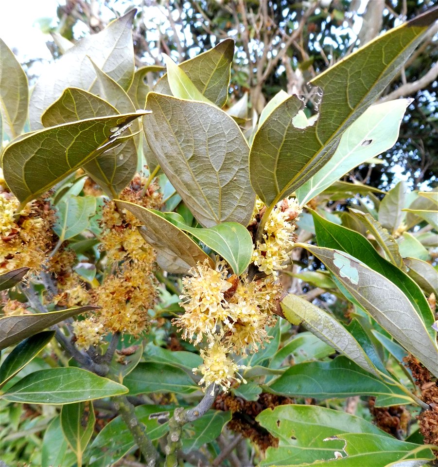 Neolitsea sericea, forest on roadside slope.　In the vicinity of N 35.15777°, E 139.64122°. City of Miura, Kanagawa Prefecture, Japan.