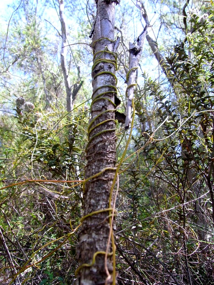 Eucalyptus imlayensis & Cassytha pubescens at Mount Imlay National Park, Australia
