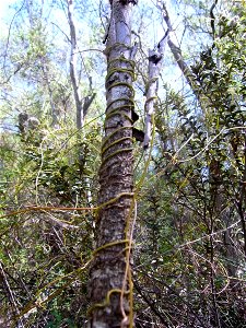 Eucalyptus imlayensis & Cassytha pubescens at Mount Imlay National Park, Australia photo