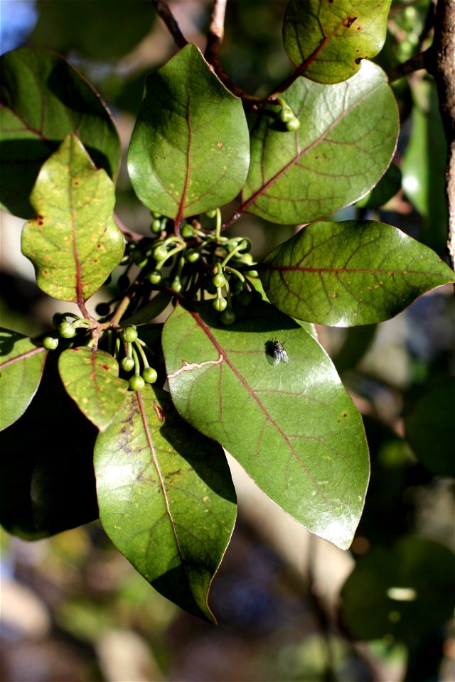 foliage of Mangeao tree, Litsea calicaris, Auckland, New Zealand. Young flowerbuds appear from the axils.