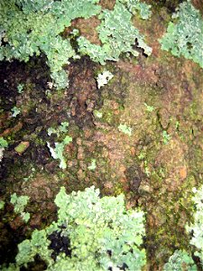 Mangeao, Litsea calicaris. Lichens often grow on the dark-brown bark. photo