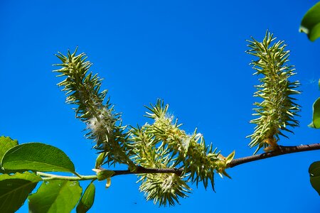 Salix cinerea palm kitten willow catkin