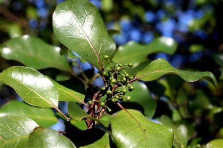 Mangeao, Litsea calicaris, Auckland, New Zealand, foliage, with young flower buds photo