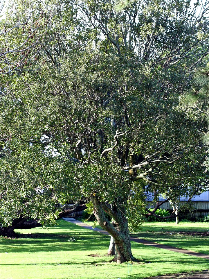 Mangeao tree, Litsea calicaris, Penrose High School, Auckland, New Zealand