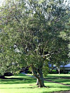 Mangeao tree, Litsea calicaris, Penrose High School, Auckland, New Zealand photo