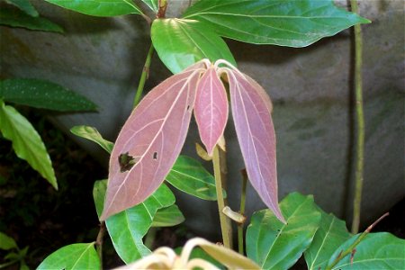 Neolitsea_dealbata, seed source Mullumbimby, NSW, Australia photo