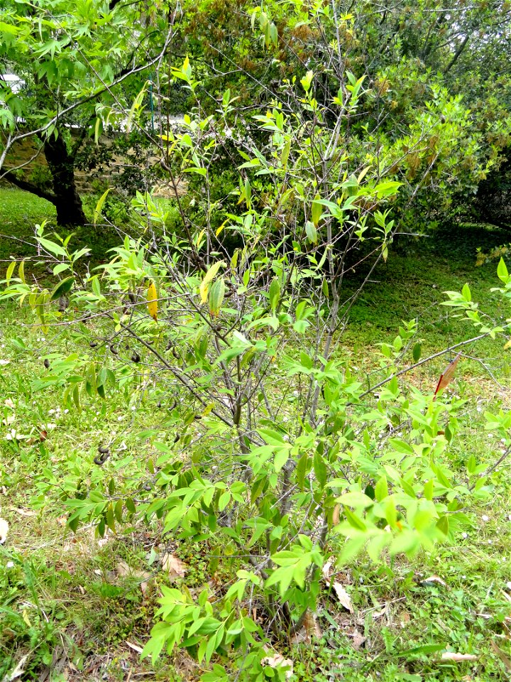 Chimonanthus salicifolius specimen in the Jardin botanique de la Villa Thuret, Antibes Juan-les-Pins, Alpes-Maritimes,France.