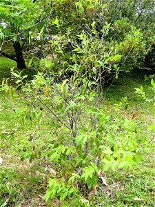 Chimonanthus salicifolius specimen in the Jardin botanique de la Villa Thuret, Antibes Juan-les-Pins, Alpes-Maritimes,France. photo