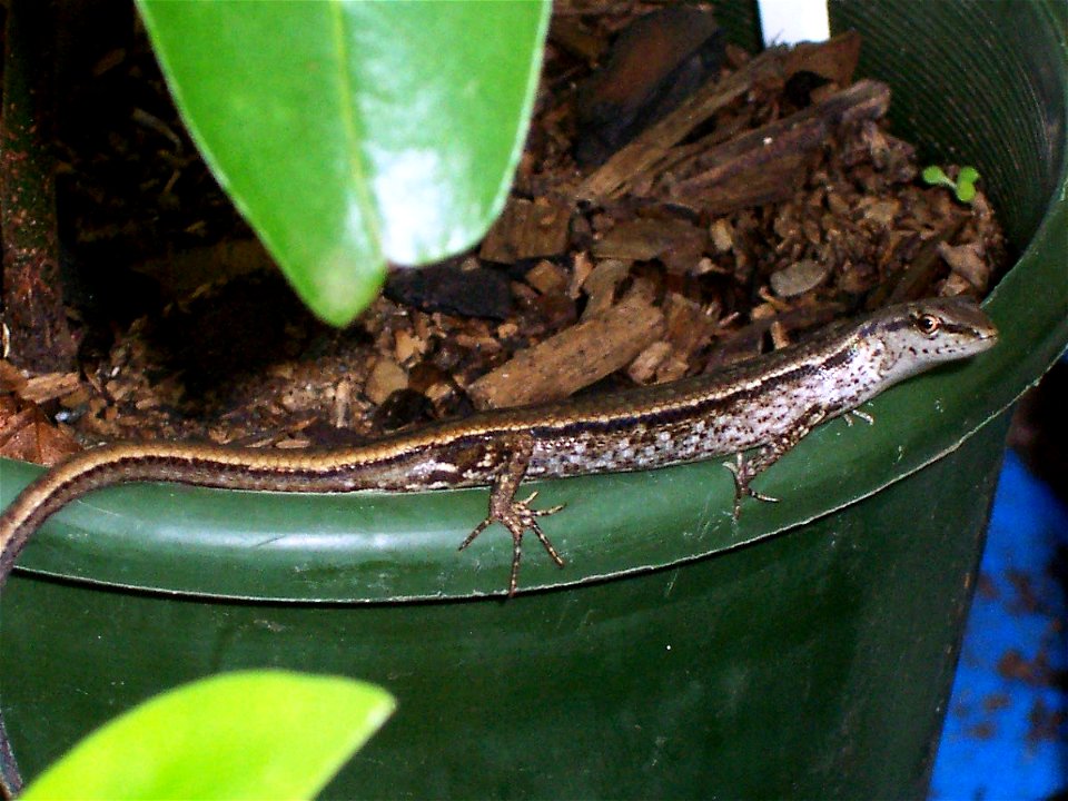 Lampropholis guichenoti & Endiandra floydii at Chatswood.