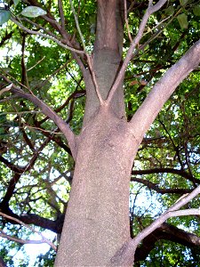 Cryptocarya-foetida trunk