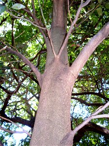 Cryptocarya-foetida trunk photo