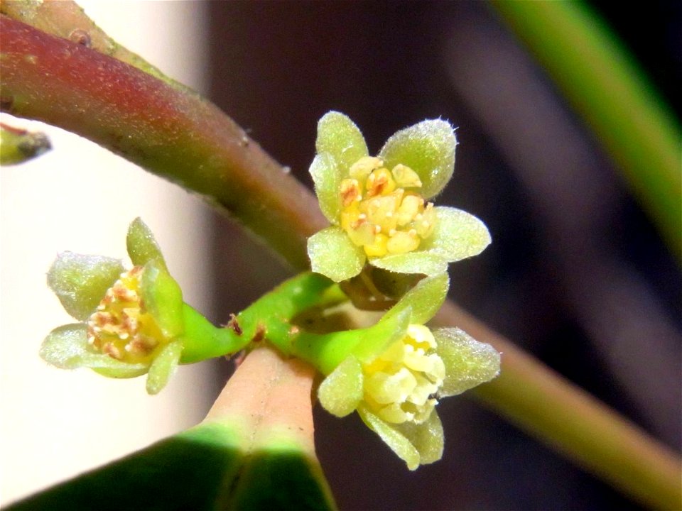 Cryptocarya meissneriana flowers