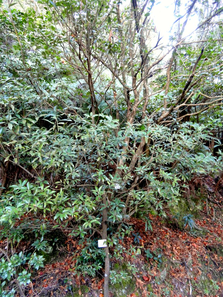 Botanical specimen in the Miyajima Natural Botanical Garden, Hatsukaichi, Hiroshima, Japan.