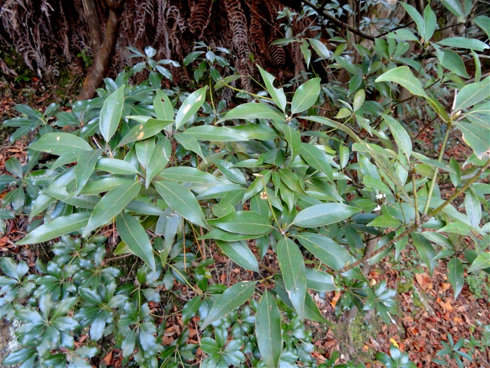 Botanical specimen in the Miyajima Natural Botanical Garden, Hatsukaichi, Hiroshima, Japan.