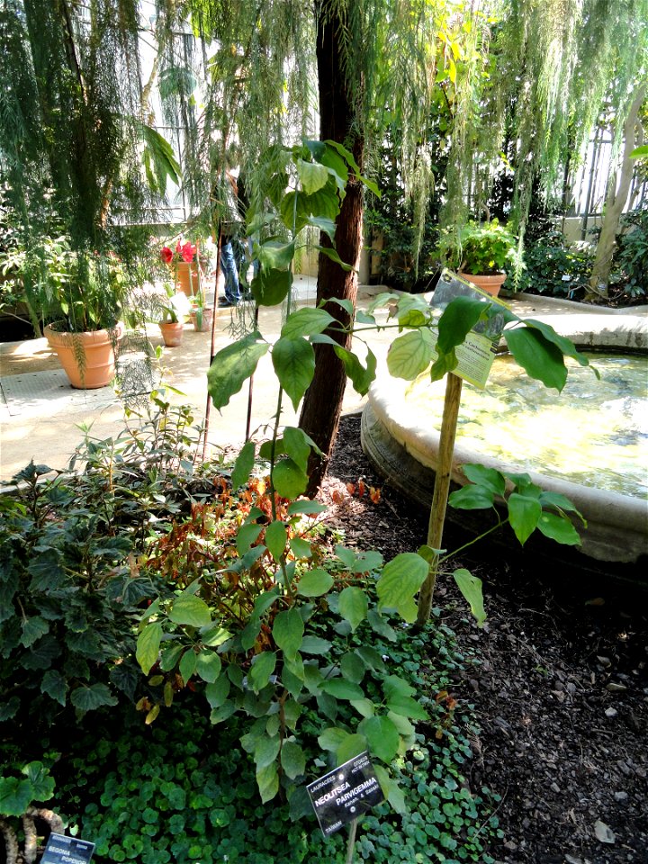 Neolitsea parvigemma specimen in the Jardin Botanique de Lyon, Parc de la Tête d'Or, Lyon, France.