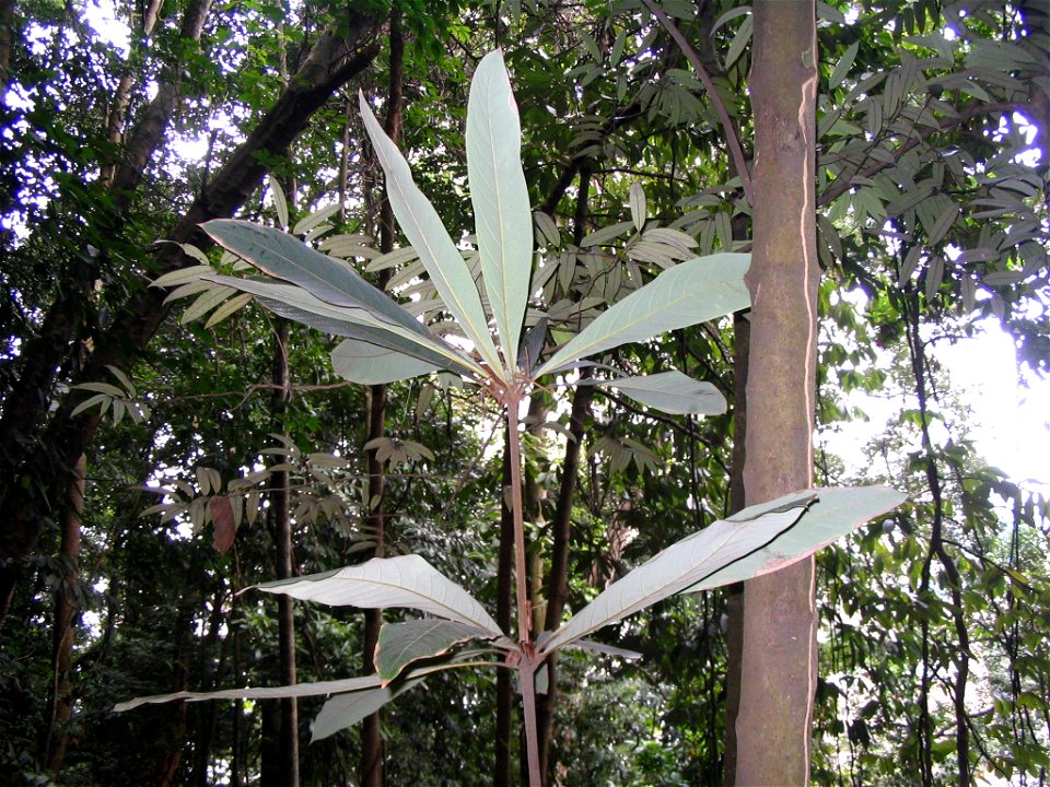 Actinodaphne malaccensis - détail des feuilles - Bukit Nanas Forest Reserve