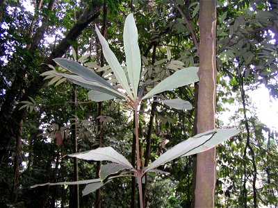 Actinodaphne malaccensis - détail des feuilles - Bukit Nanas Forest Reserve photo