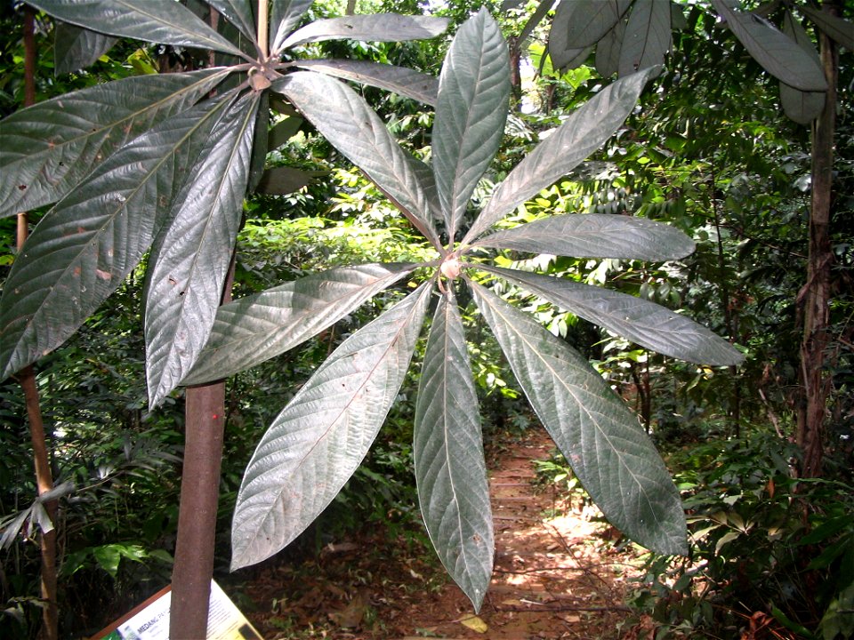 Actinodaphne malaccensis - détail des feuilles (partie supérieure) - Bukit Nanas Forest Reserve - Kuala Lumpur.